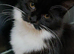 Tuxedo Female Cat fir Sale
