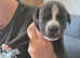 Staffy+cane corso