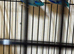 Baby parrotlets
