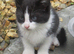 PRETTY FARM REARED KITTENS