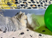 Female lionhead and Teddywidder boy