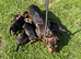 Wirehaired dachshunds Teckel pups
