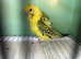 TCB hagoromo budgie