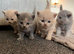 British shorthair kittens.