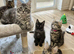 Maine Coon Kittens