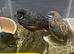 CHINESE PAINTED QUAIL - cocks