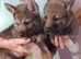 TAMASKAN PUPPIES PEDIGREE, REGISTERED AND EMBARKED