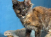 Stunning TICA Registered Maine Coon Kittens