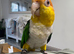Hand tamed white bellied caique parrot