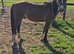 Lovely Welsh C Gelding