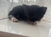 4 kittens