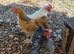 Pekin cockerels