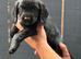 Cocker Spaniel