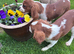 Gorgeous Cav Puppies