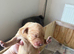 10 Labrador Puppies Mixed Colours