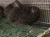 Japanese quails males