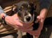 Border collie puppy