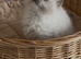 Stunning active female ragdoll available