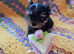 Yorkshire Terrier boy available