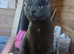 1 year old grey Male cat