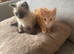 2 Gorgeous kittens (female) looking for their forever homes