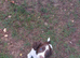Beautiful English springer spaniels