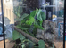 Tarantulas and true spiders forsale