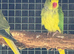 Pair Ringnecks, dom pied oplaine x cleartail