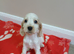 Kc registered show type spaniels