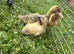 Indian runner ducklings