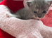 Russian blue x tabby kittens