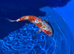 Home bred 10&rdquo; koi carp