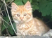 Kitten looking for forever home