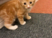11 week old kitten 2