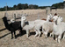 3 female alpacas