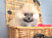 Pomeranian puppies KC registered for sale