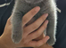 8 week old British shorthair