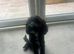 13 week old cockerpoo