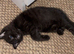 2 BOY KITTENS