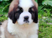 Show Quality Saint Bernard's