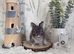 Vaccinated English Angora Babies