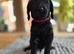 4 Gorgeous Labradoodle Girls
