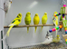 Budgies