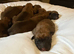 Belgian Mali puppies