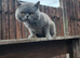British Shorthair For Sale