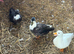 Call ducks all different colours for sale