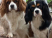 ️️️️️ King Charles cavalier puppy