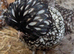 Polish Hens available 1 year old - laying