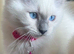 Beautiful Ragamese (Ragdoll × Siamese) Female Kitten