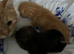 ONE BLACK AND GINGER GIRL KITTEN